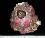 Megabalanus coccopoma from Port Royal Sound, SC